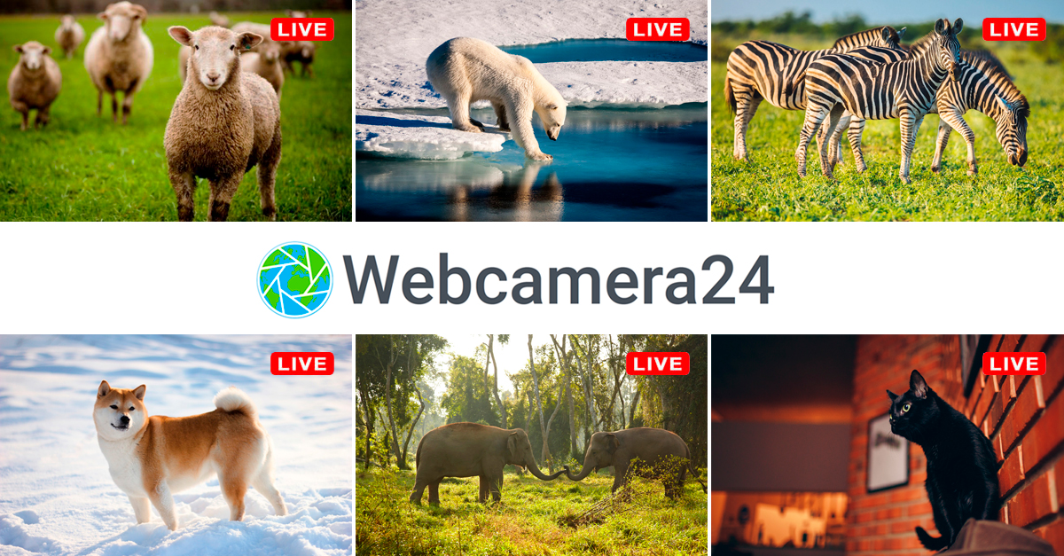 Live webcams animals watch online ️ Webcamera24